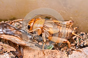 House cricket Acheta domestica on egg pack.