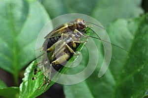 House cricket Acheta domestica.