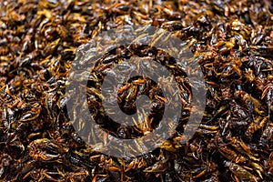 House cricket insects deep fried , rich of protein, insect world food concept