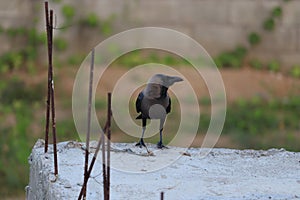 The house crow, also known as the Indian, greynecked, Ceylon or Colombo crow, is a common bird of the crow family that is of Asian