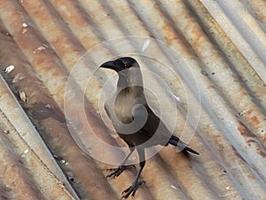 The house crow, also known as the Indian, greynecked, Ceylon or Colombo crow, is a common bird of the crow family that