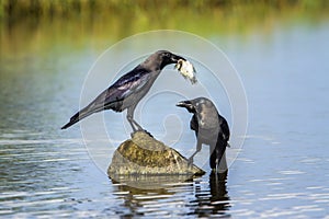 House crow in Arugam bay lagoon, Sri Lanka