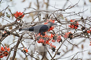 House Crow on Butea monosperma Tree