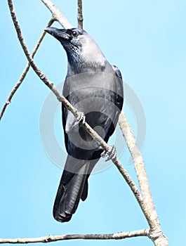 house crow clicked in forest