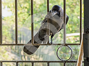 House crow Corvus splendens, or the Indian, greynecked, Ceylon or Colombo crow Lok Gram Kalyan Maharashtra