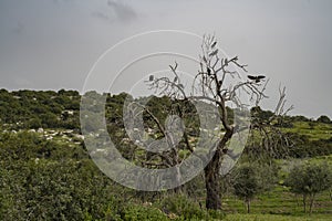 House Crows on Dead Trees in Israel