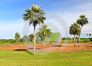 House for curing tobacco in Cuba photo