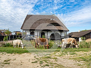 House in the Danube Delta with 3 cows in front