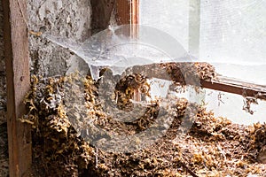 House in decay - Rotten interior