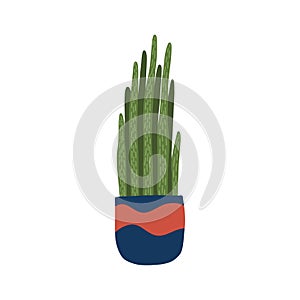 House decorative plant - exotic sansevieria cylindrica in the blue pot isolated on white background. Modern home decor -