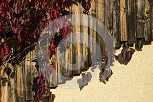 House details with wooden slats and leaves