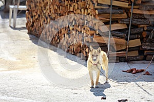 House dog in Korea