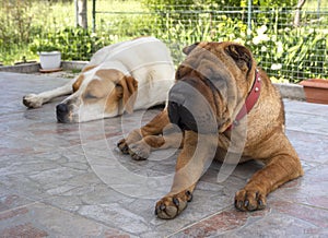 House dog Shar Pei red color and Big white dog looks away