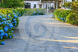 House Driveway Blue Flowers photo