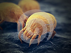 A house dust mite