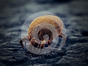 A house dust mite