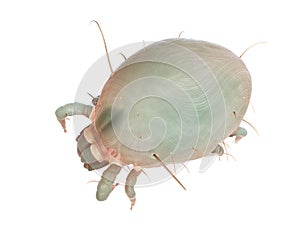 A house dust mite