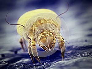 a house dust mite