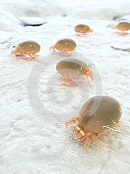 a house dust mite