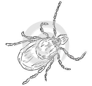 House dust mite