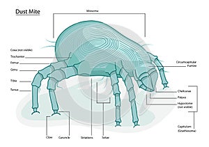 House Dust Mite