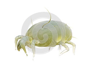 A house dust mite