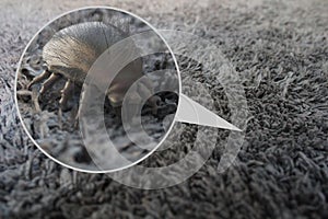 Casa polvere acaro  un'immagine tridimensionale creata utilizzando un modello computerizzato 