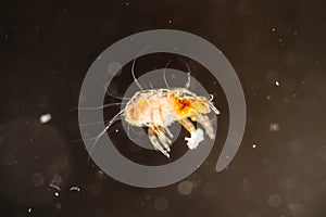 House dust mite