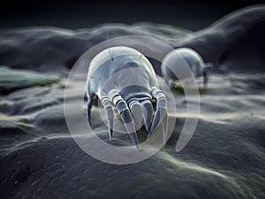 House dust mite