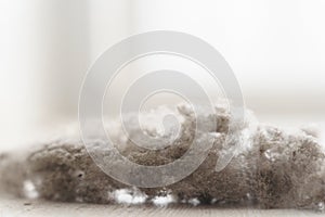 House dust on white floor. House Dust Mite and Home cleaning, Hygiene concept, Copy free space on Top