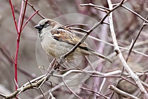 House English Sparrow Isolated in a Thicket