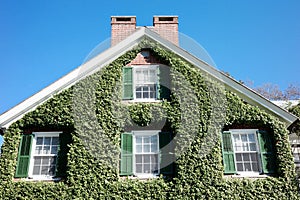 House Exterior Covered With Green Plants and Vines