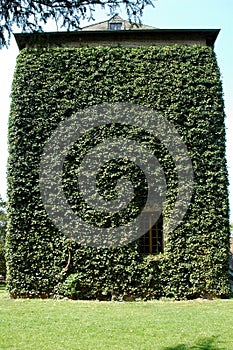 House facade, overgrown with ivy