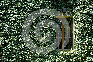 House facade, overgrown with ivy