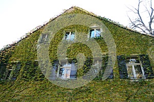 House facade overgrown with wild plants as an architectural design for old buildings