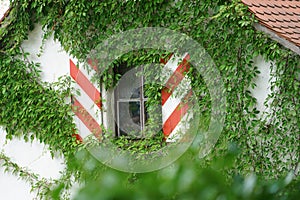 House facade overgrown with wild plants as an architectural design for old buildings