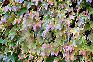 House facade overgrown with wild wine photographed in autumn in a park