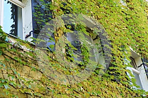 House facade overgrown with wild wine photographed in autumn in a park