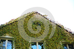 House facade overgrown with wild wine photographed in autumn in a park