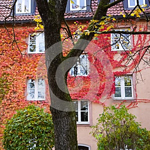 House facade with red-colored Virginia creeper in autumn photo