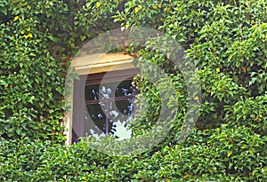 House facade with a window overgrown with ivy