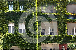 House facade with windows and balconies overgrown with wild grapes