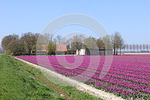 Farm between the tulip fields in the polder, Flevoland, Netherlands photo