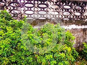 House fence flower pattern