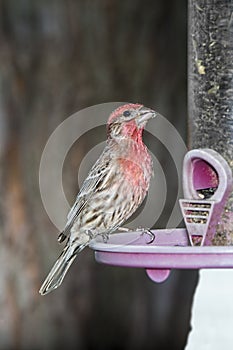 .house-fench bird, sunflower seed,bird feeder,tree