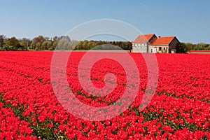 House and field of red tulips