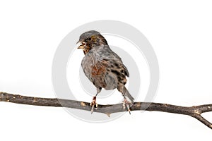 The House Finch