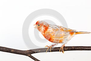 The House Finch