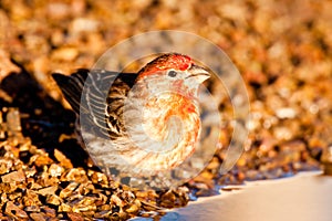 House Finch