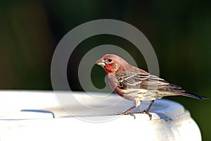 House Finch  604273